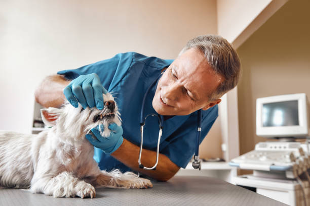 Best 24-Hour Emergency Dentist in St Paul, MN